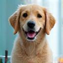 Table de toilettage avec un chien après un bain